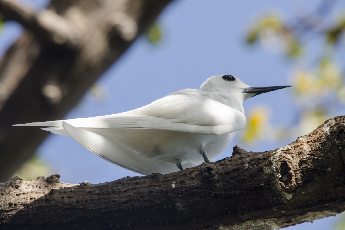 White Tern - Luiz Carlos Ramassotti