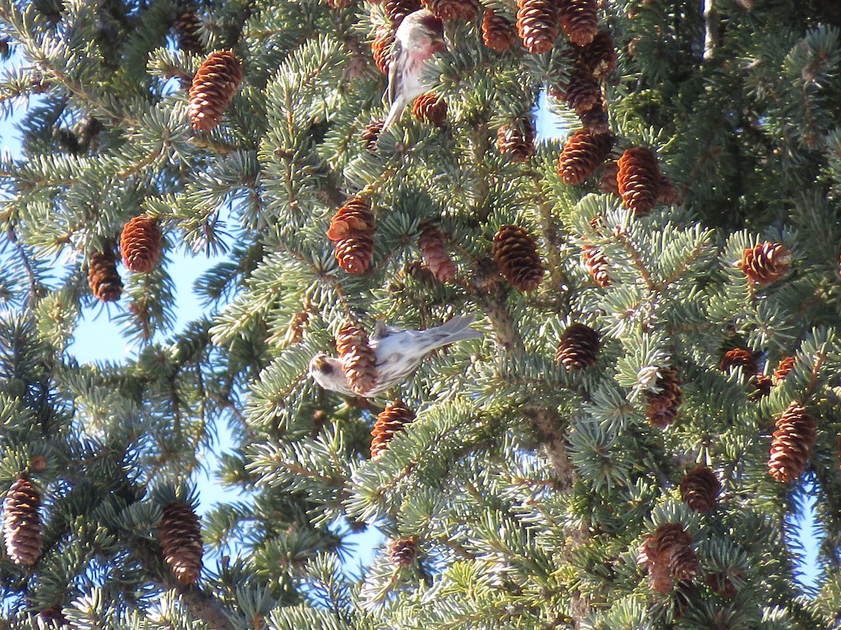 Common Redpoll - ML321090501