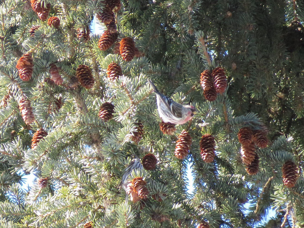 Common Redpoll - ML321090511