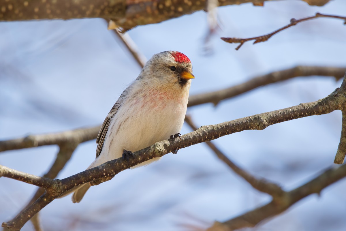 Hoary Redpoll - ML321092171