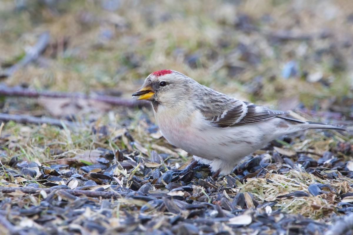 Hoary Redpoll - ML321092361