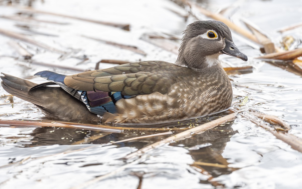 Wood Duck - Jocelyn  Anderson