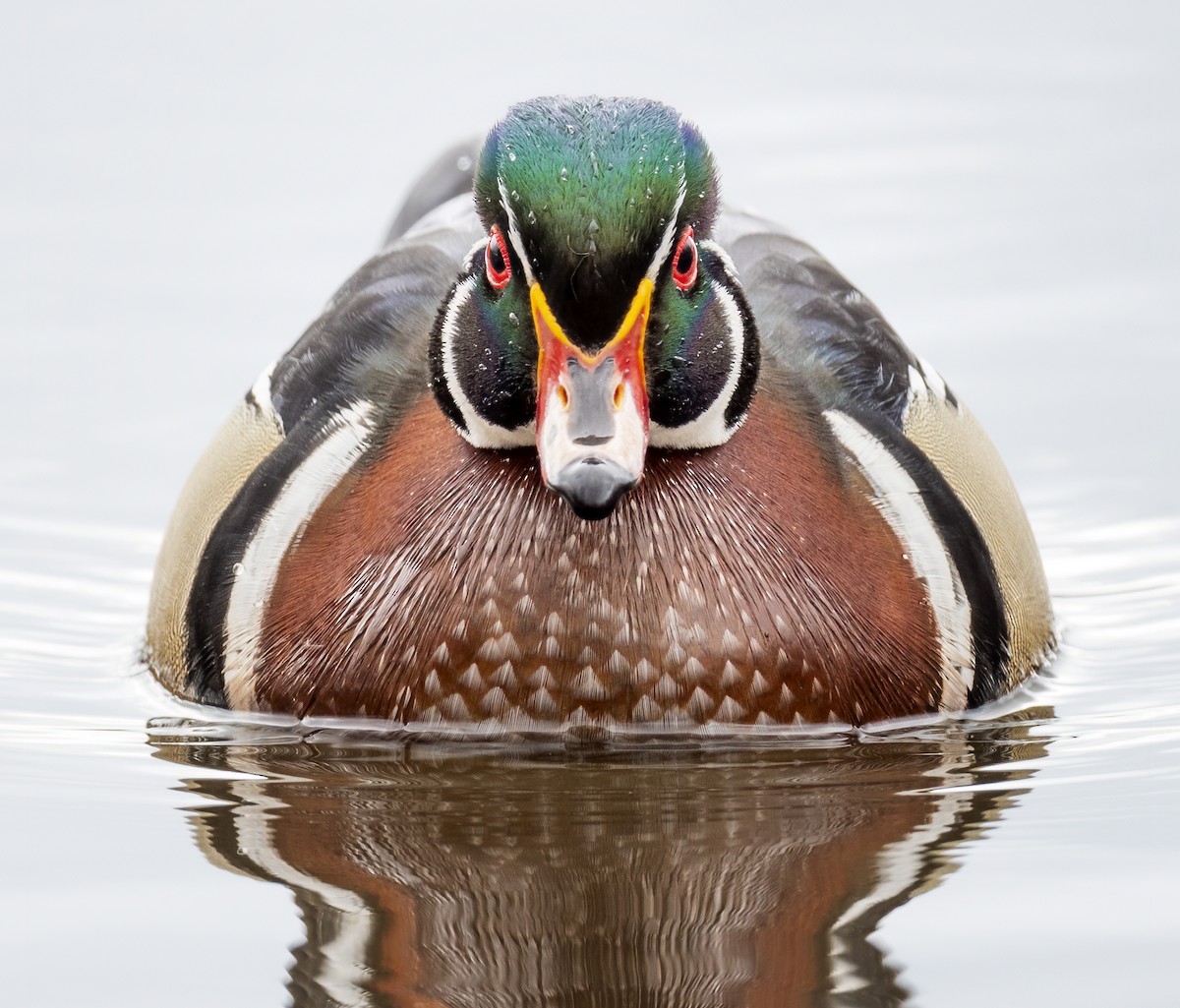 Wood Duck - Jocelyn  Anderson