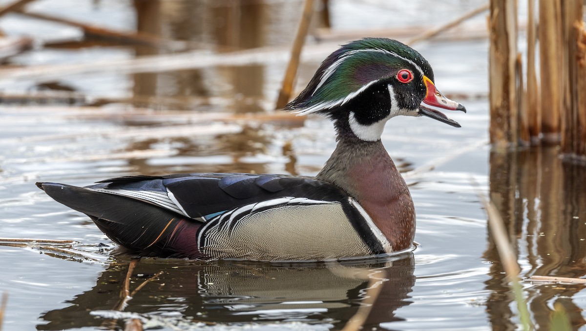 Wood Duck - Jocelyn  Anderson