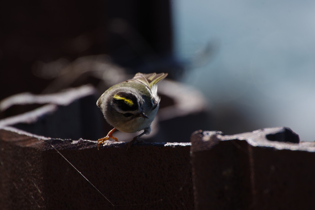 Golden-crowned Kinglet - ML321093291