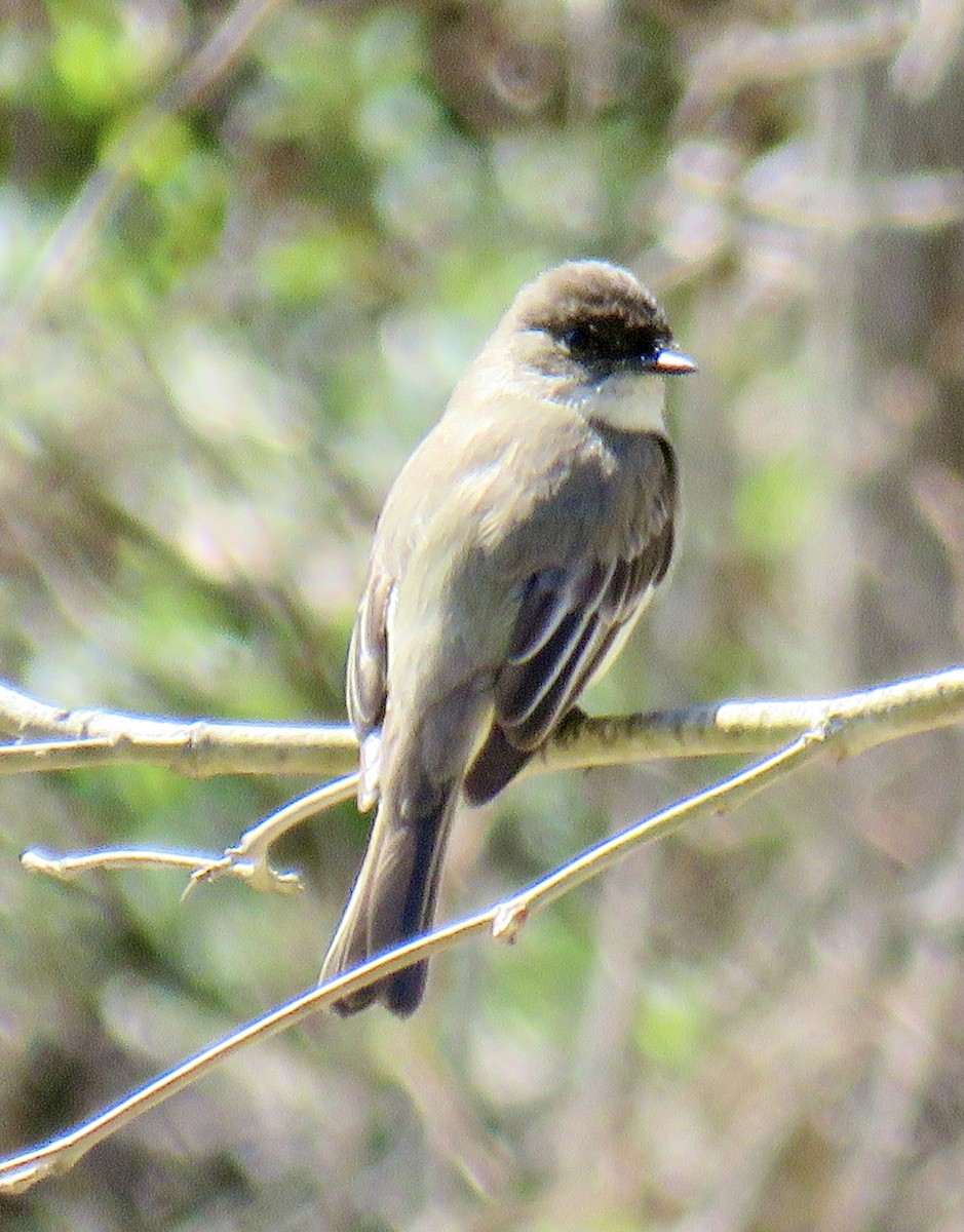 Eastern Phoebe - Jean Spaans