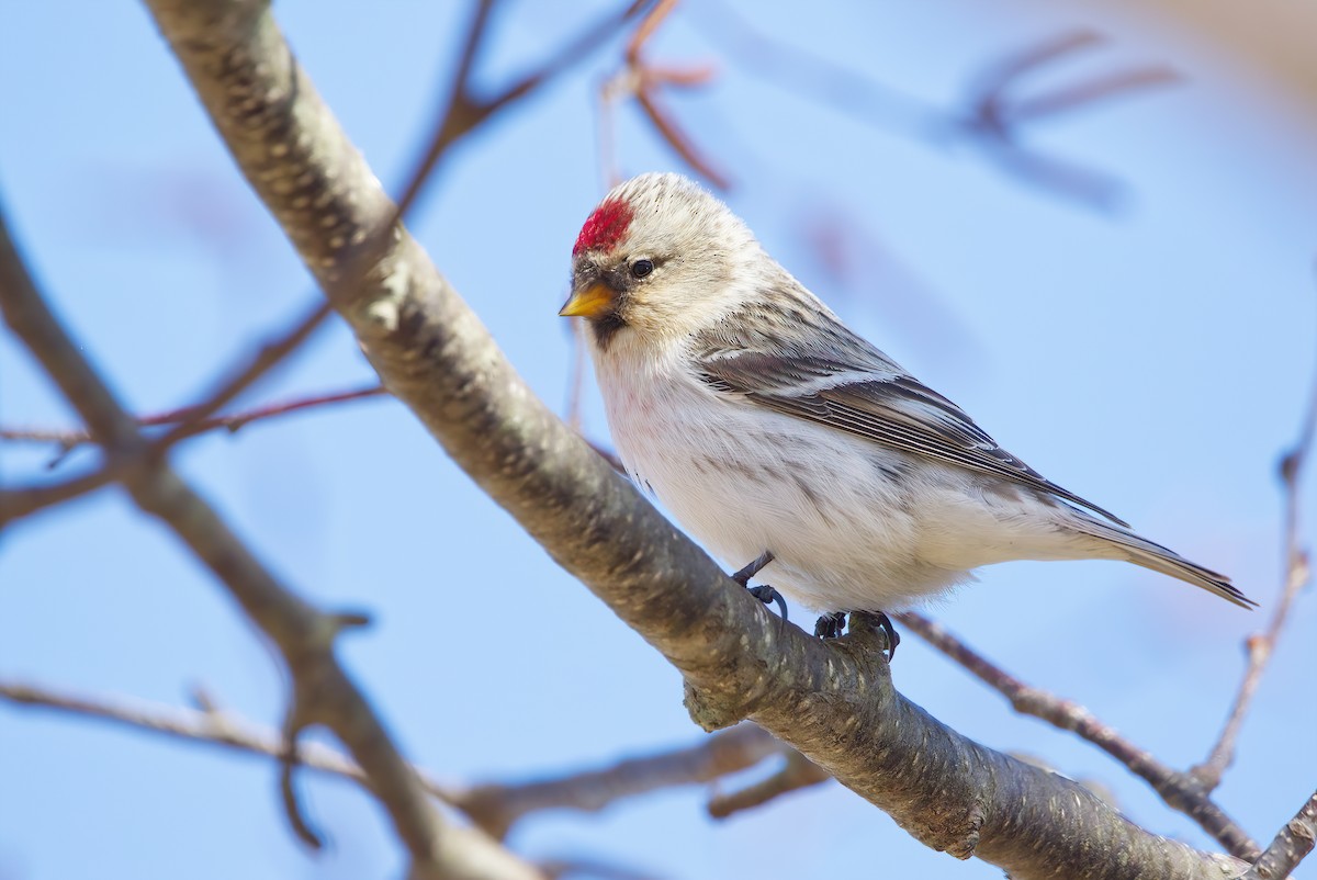 Hoary Redpoll - ML321094311