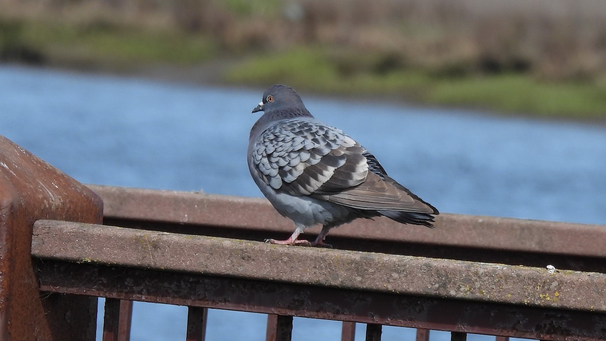 Pigeon biset (forme domestique) - ML321095751