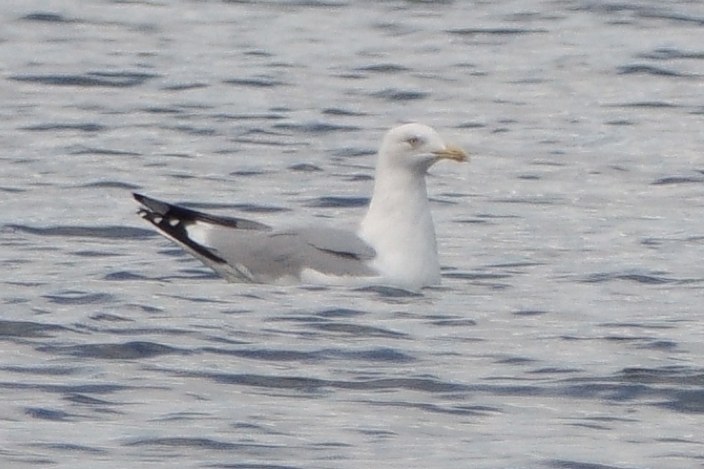 Goéland argenté - ML321096011