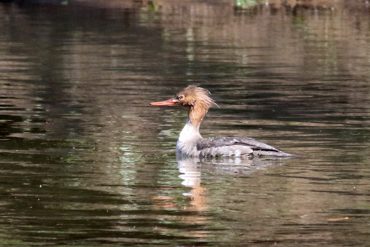 Büyük Tarakdiş - ML321096191