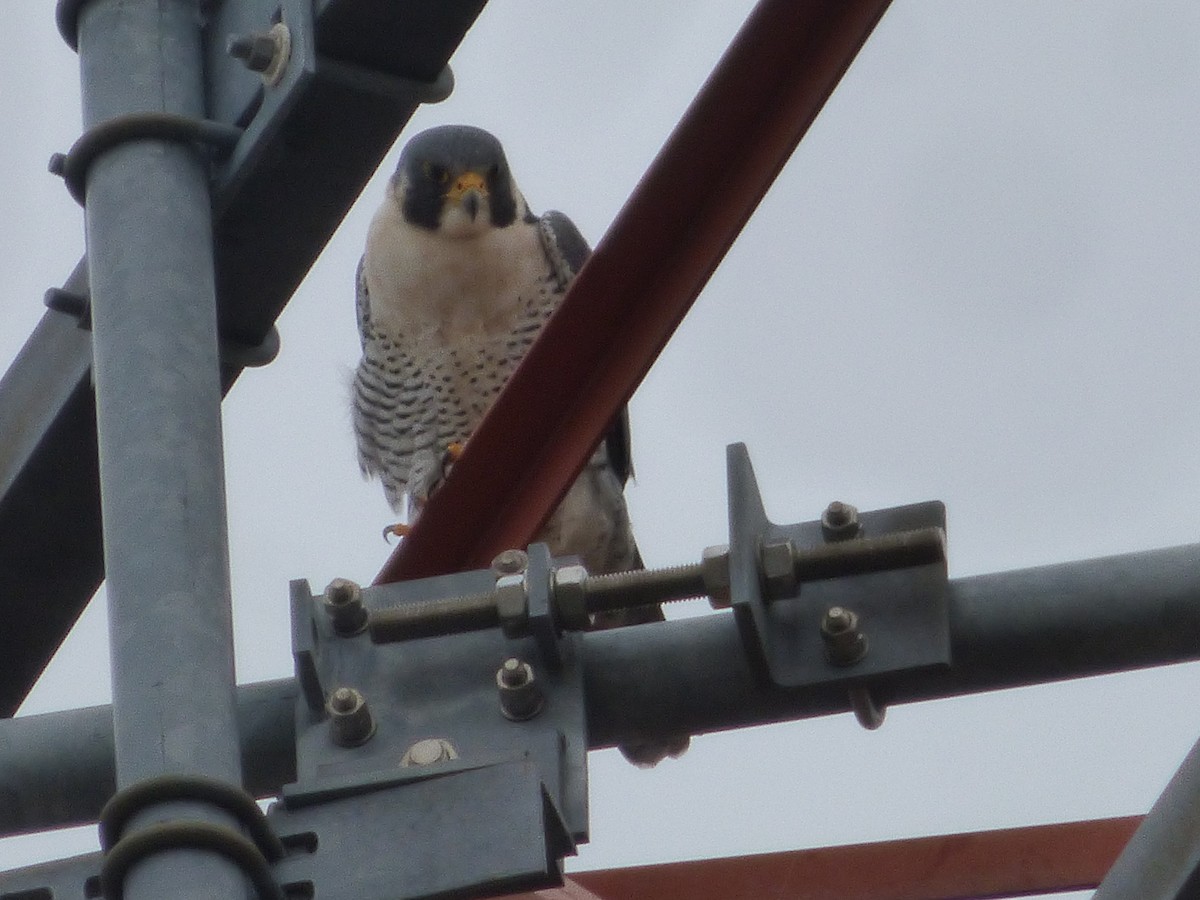 Peregrine Falcon - ML321098961