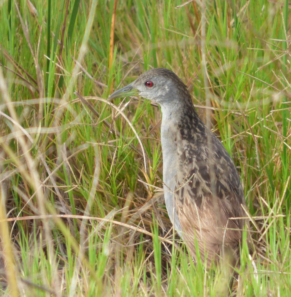 Ash-throated Crake - ML321099581