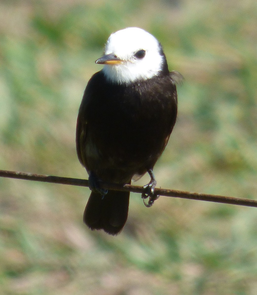 White-headed Marsh Tyrant - ML321100191