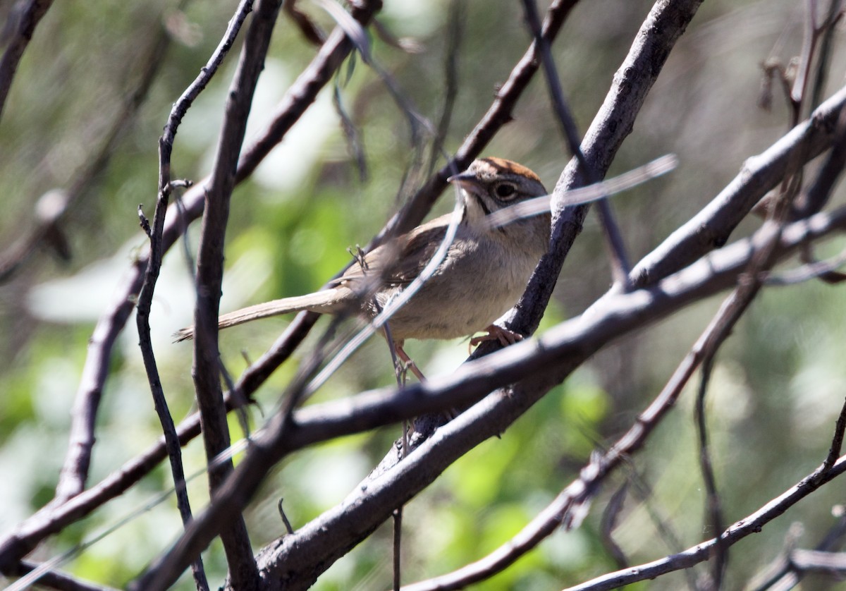Rufous-crowned Sparrow - ML321100511