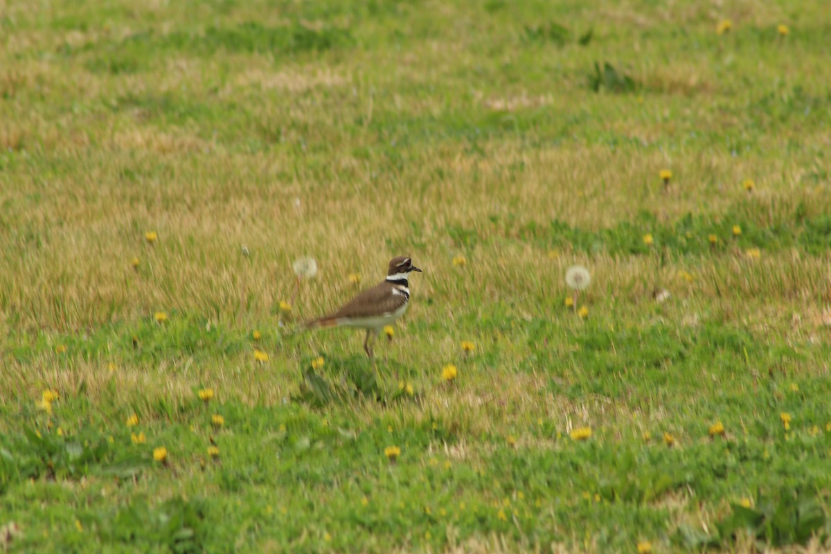 Killdeer - Victor Rivera