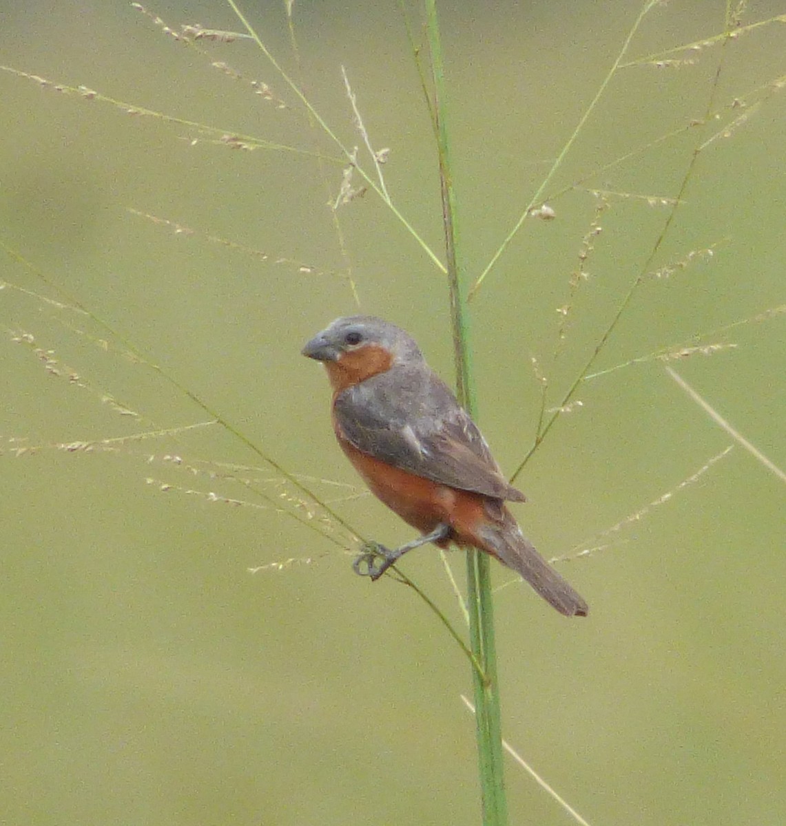 Rufous-rumped Seedeater - ML321100941