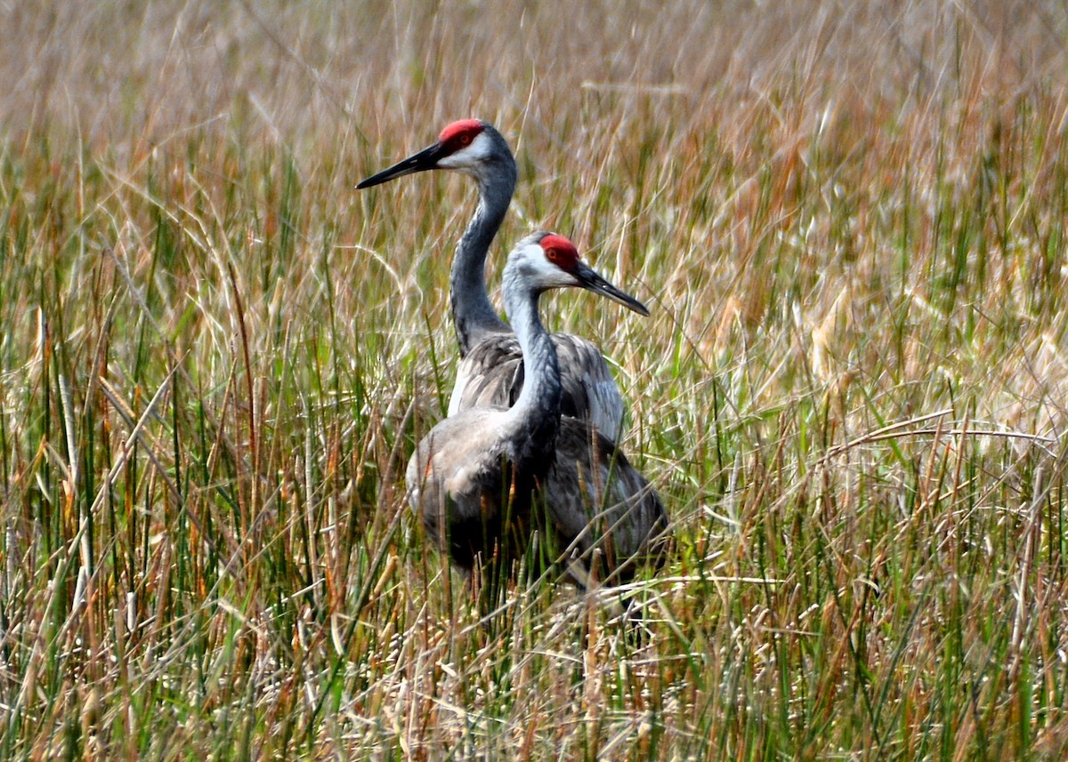 Sandhill Crane - ML321100991