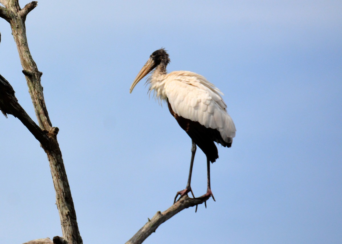 Wood Stork - ML321101201