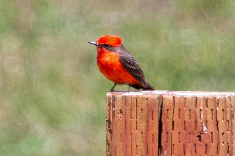 Vermilion Flycatcher - ML321102471