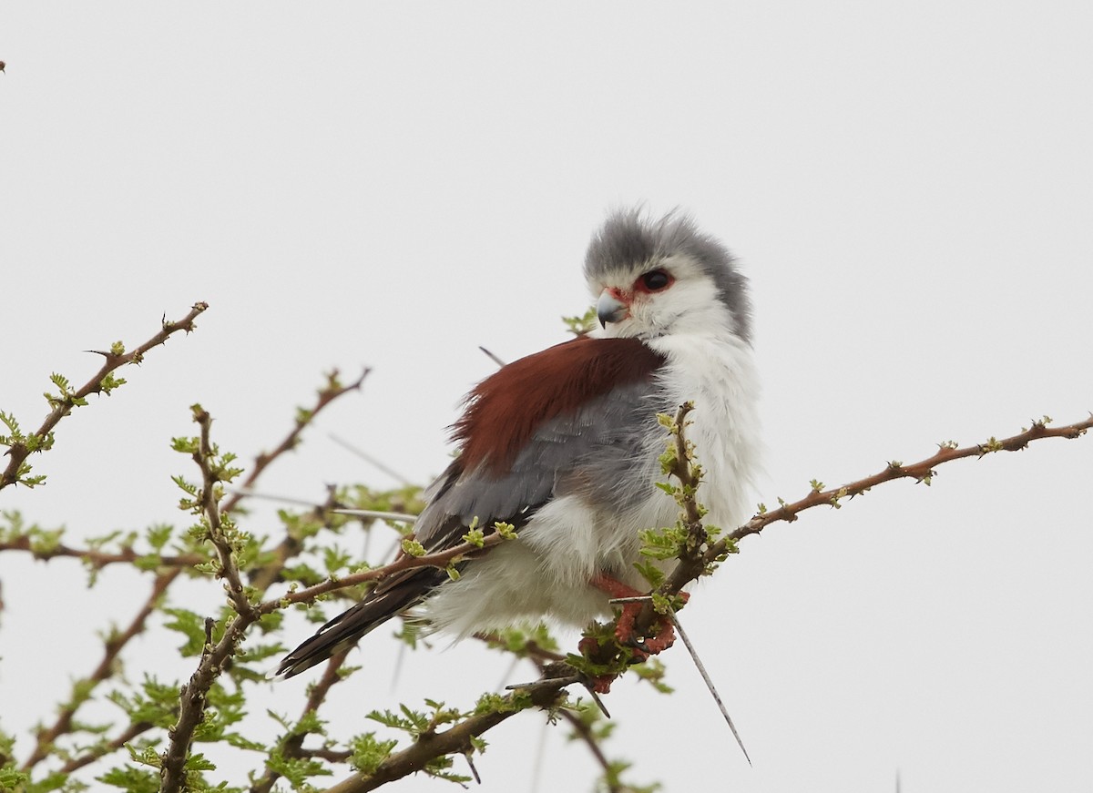 Pygmy Falcon - Brooke Miller