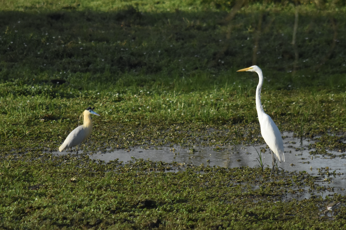 Capped Heron - ML321104071