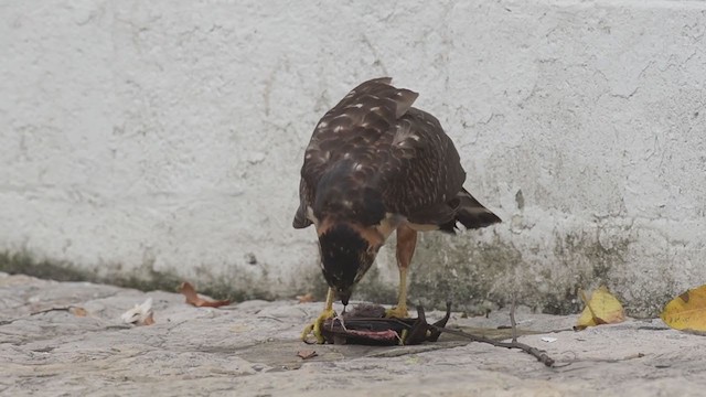 Bicolored Hawk - ML321104651