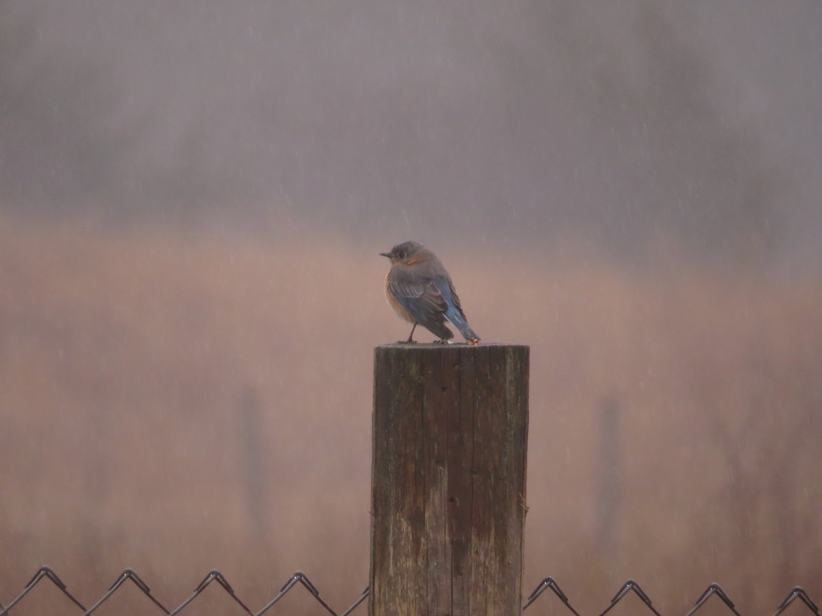 Eastern Bluebird - ML321105721