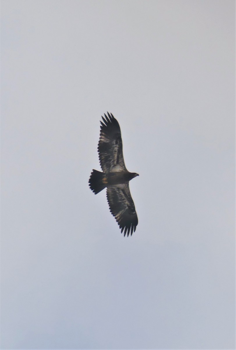 Weißkopf-Seeadler - ML321105871