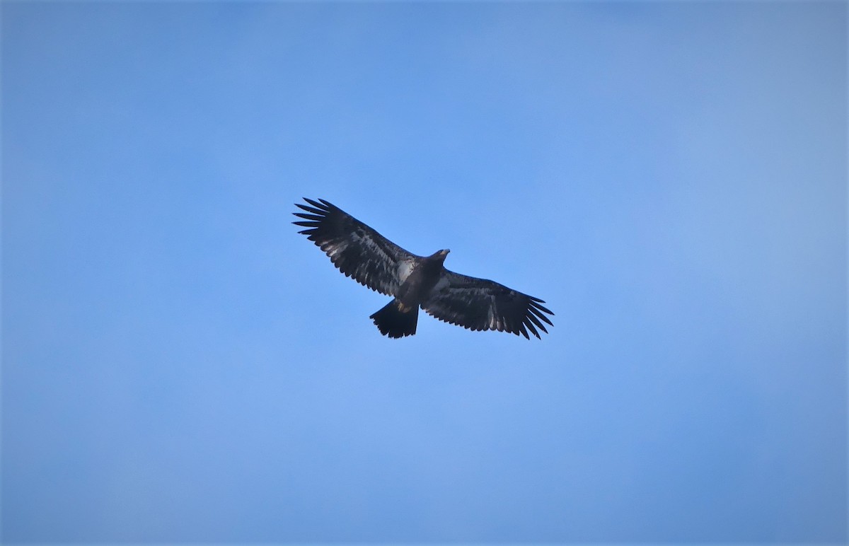 Bald Eagle - ML321105881