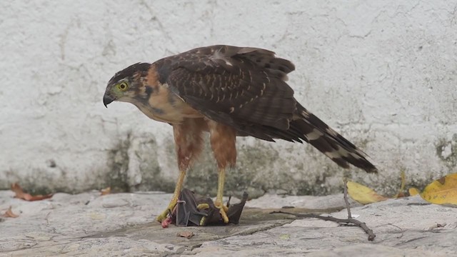 Bicolored Hawk - ML321105961