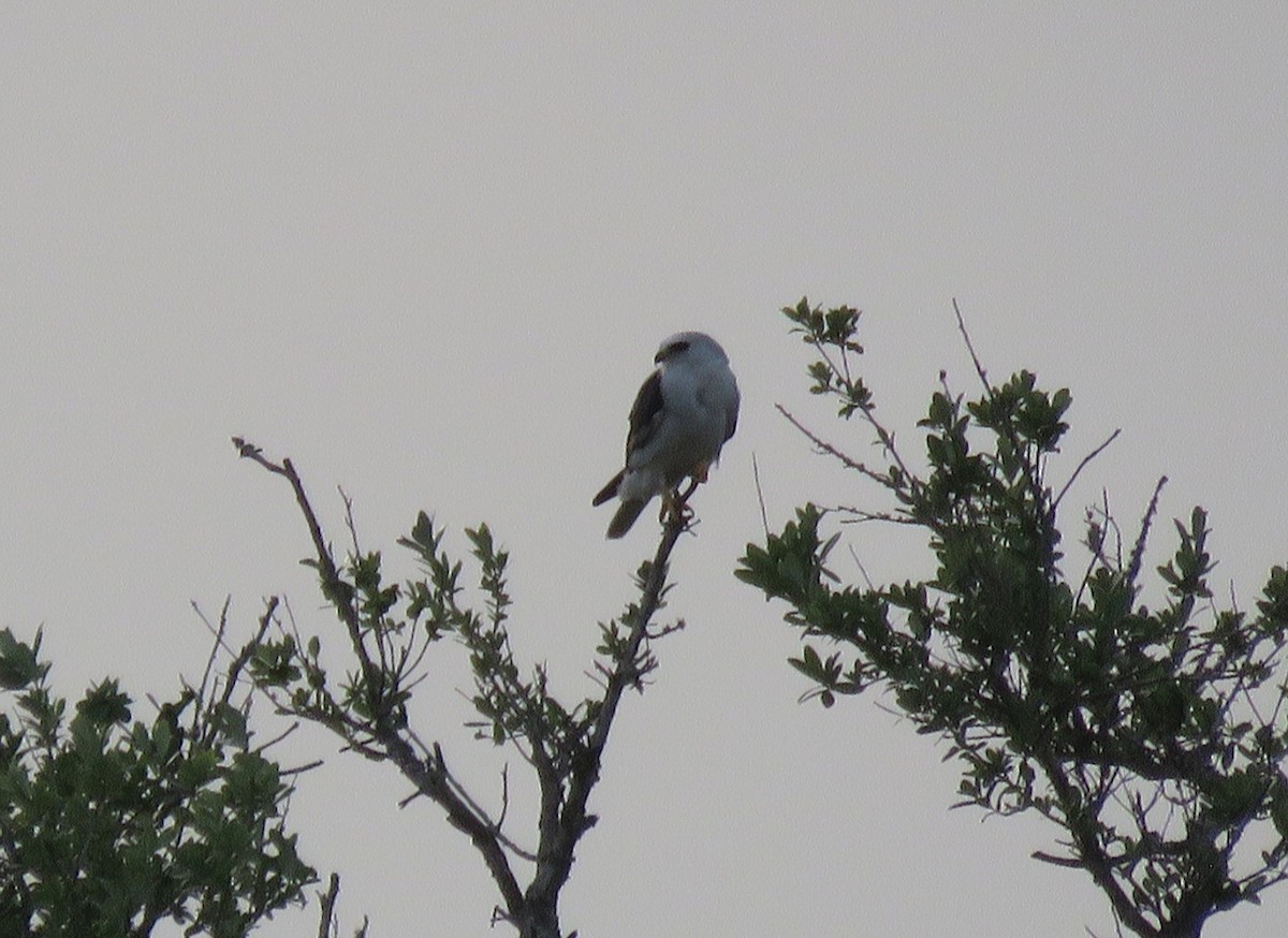 White-tailed Kite - ML321106621