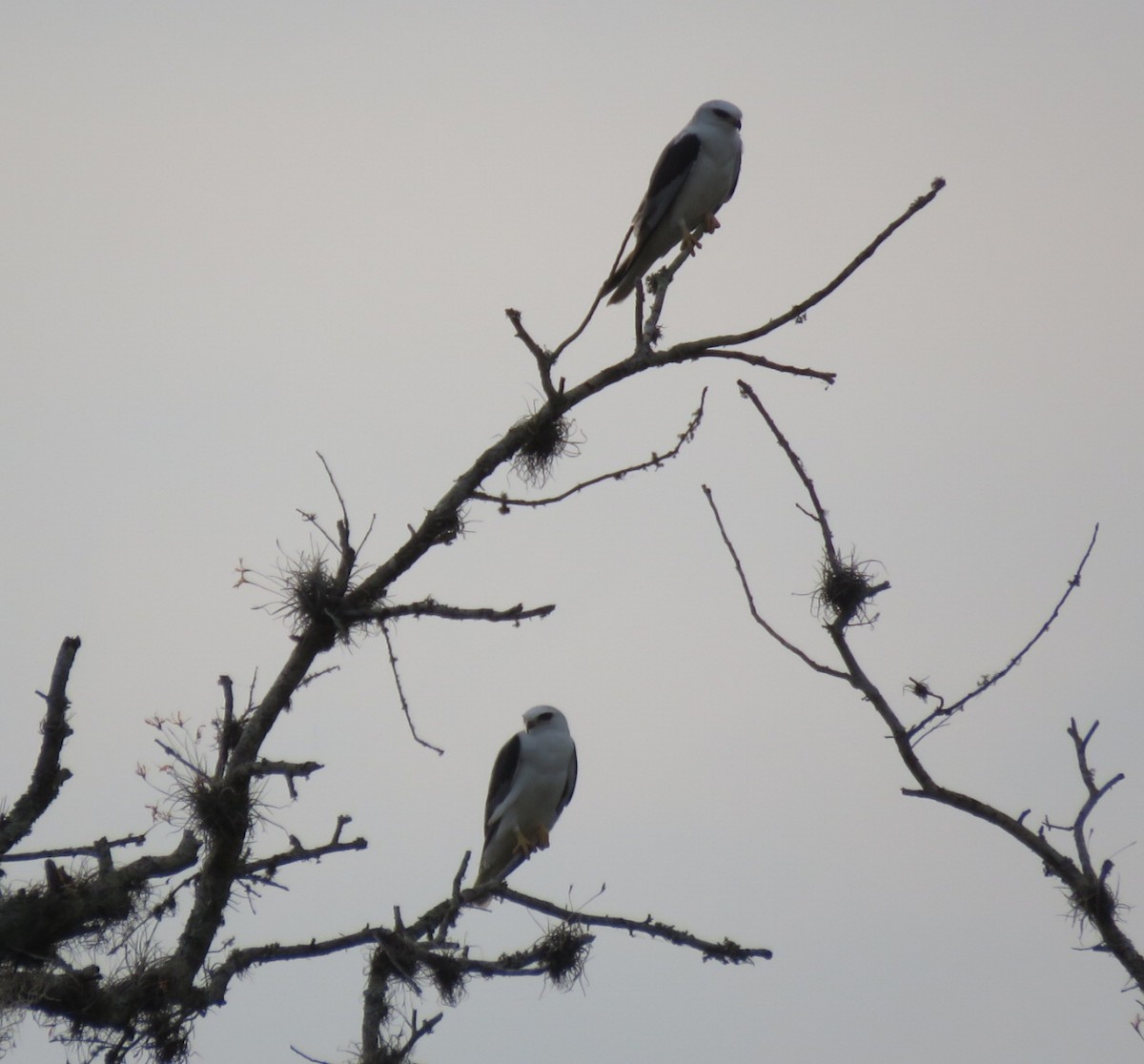 White-tailed Kite - ML321107561