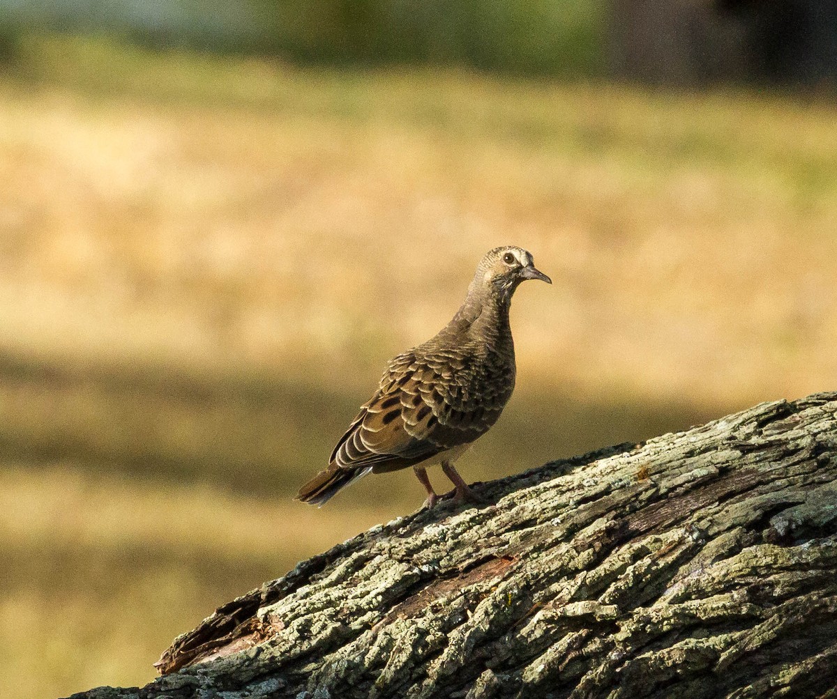 Mourning Dove - ML32111141