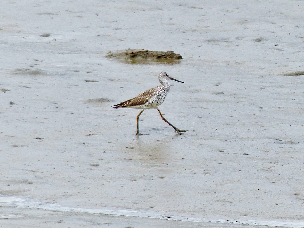 Greater Yellowlegs - ML321111511