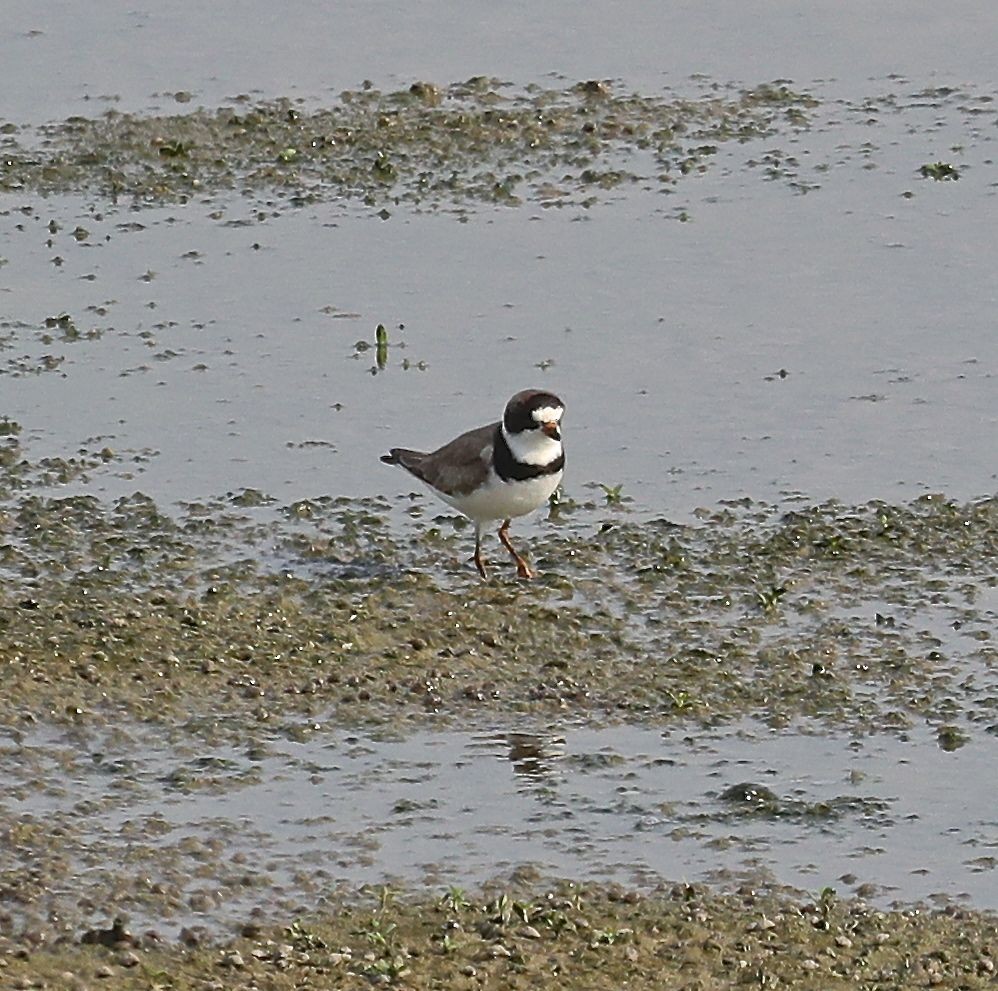 Semipalmated Plover - Charles Lyon