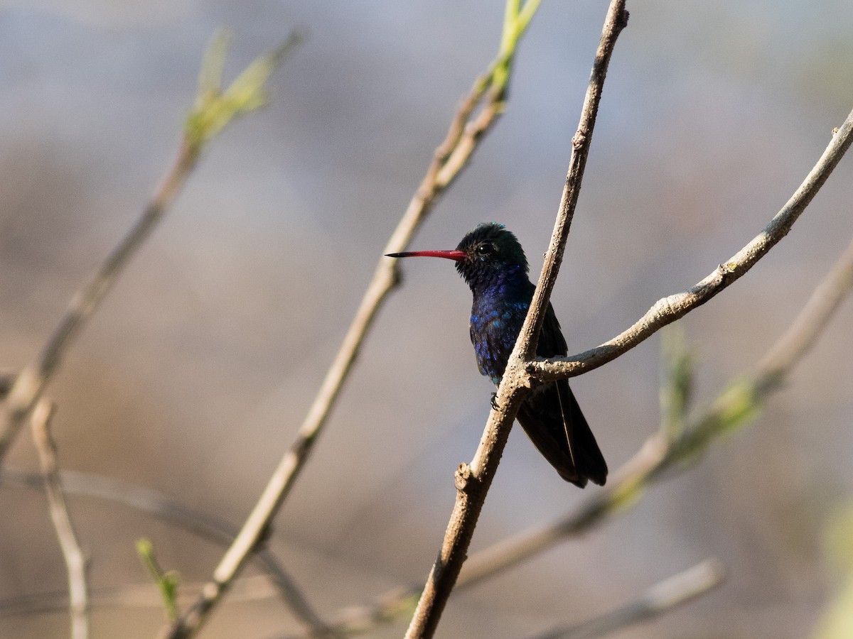 Turquoise-crowned Hummingbird - matthew sabatine