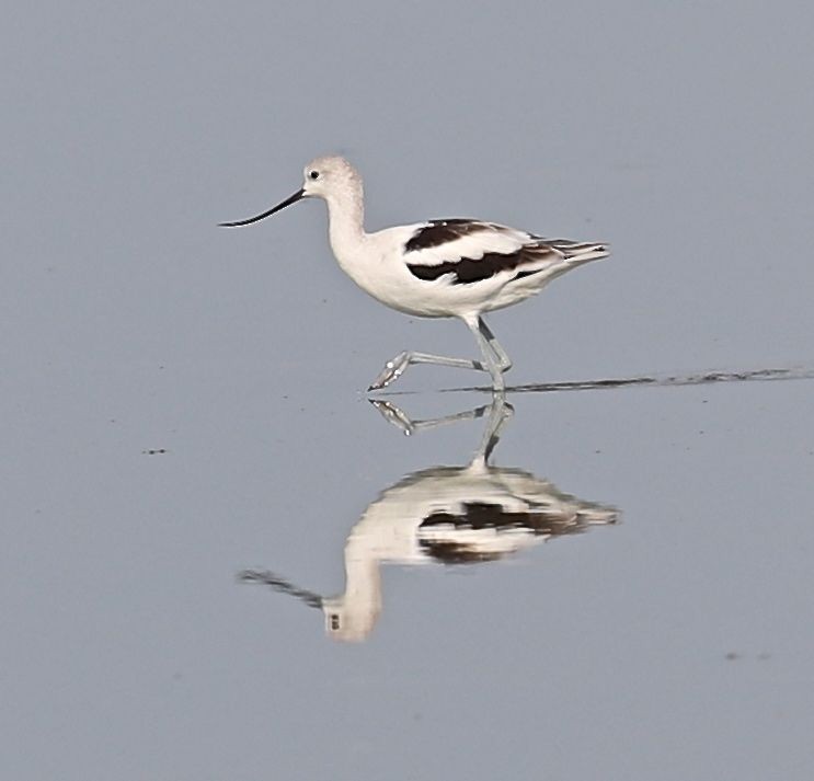 American Avocet - ML32111391