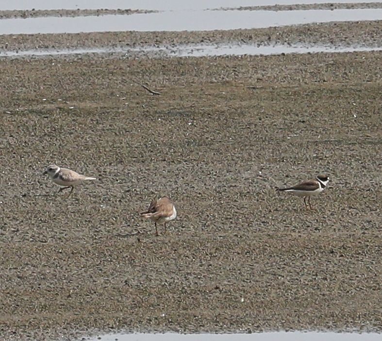 Piping Plover - ML32111681