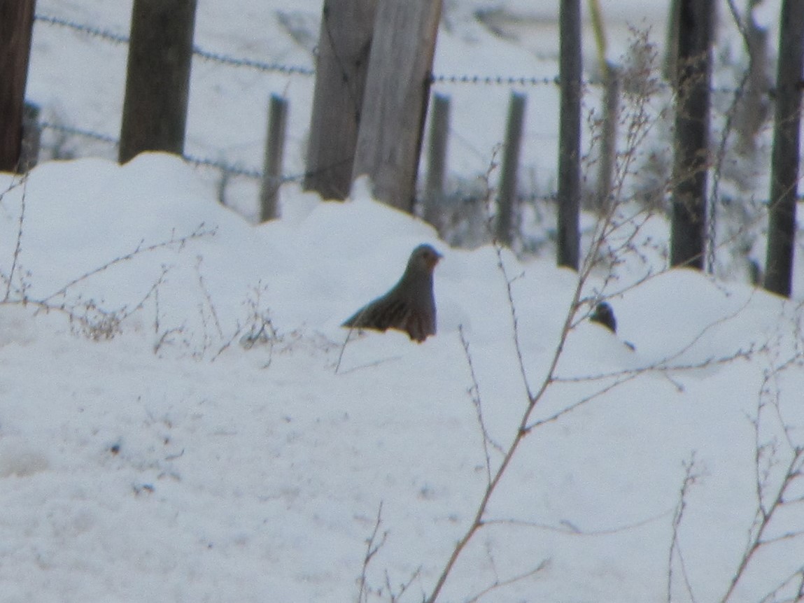 Gray Partridge - ML321116921