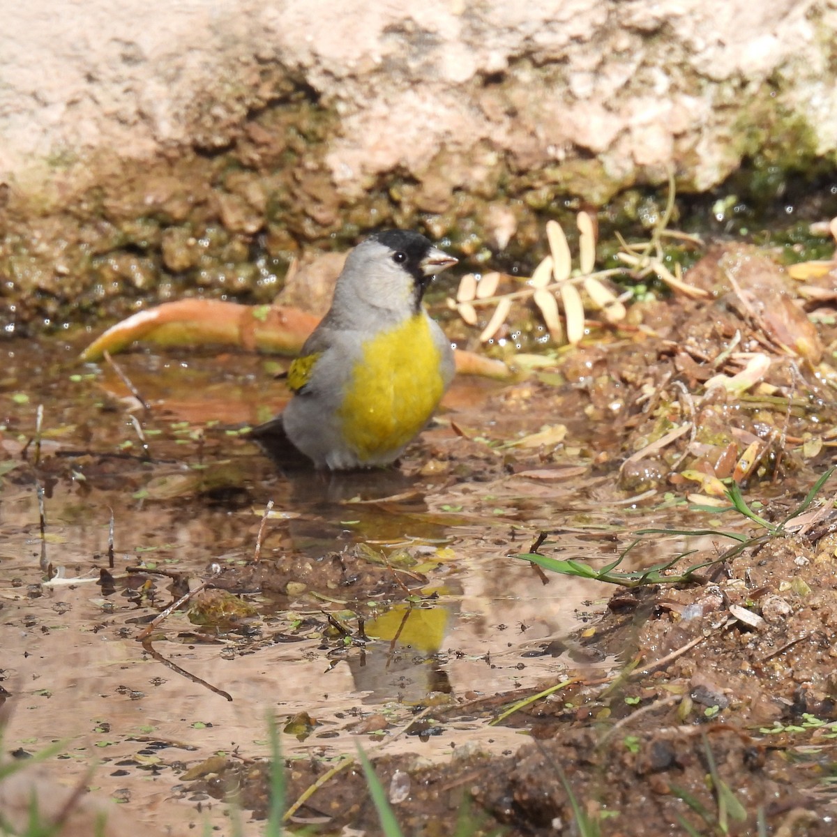 Lawrence's Goldfinch - ML321117051