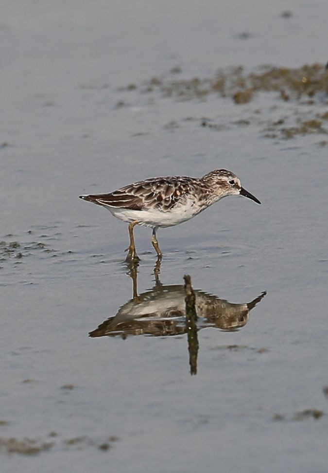 Least Sandpiper - Charles Lyon