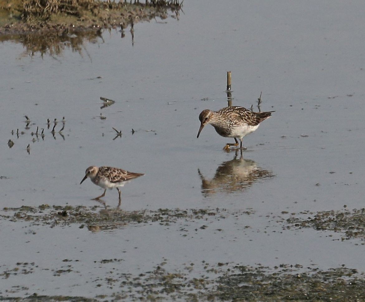 Pectoral Sandpiper - Charles Lyon