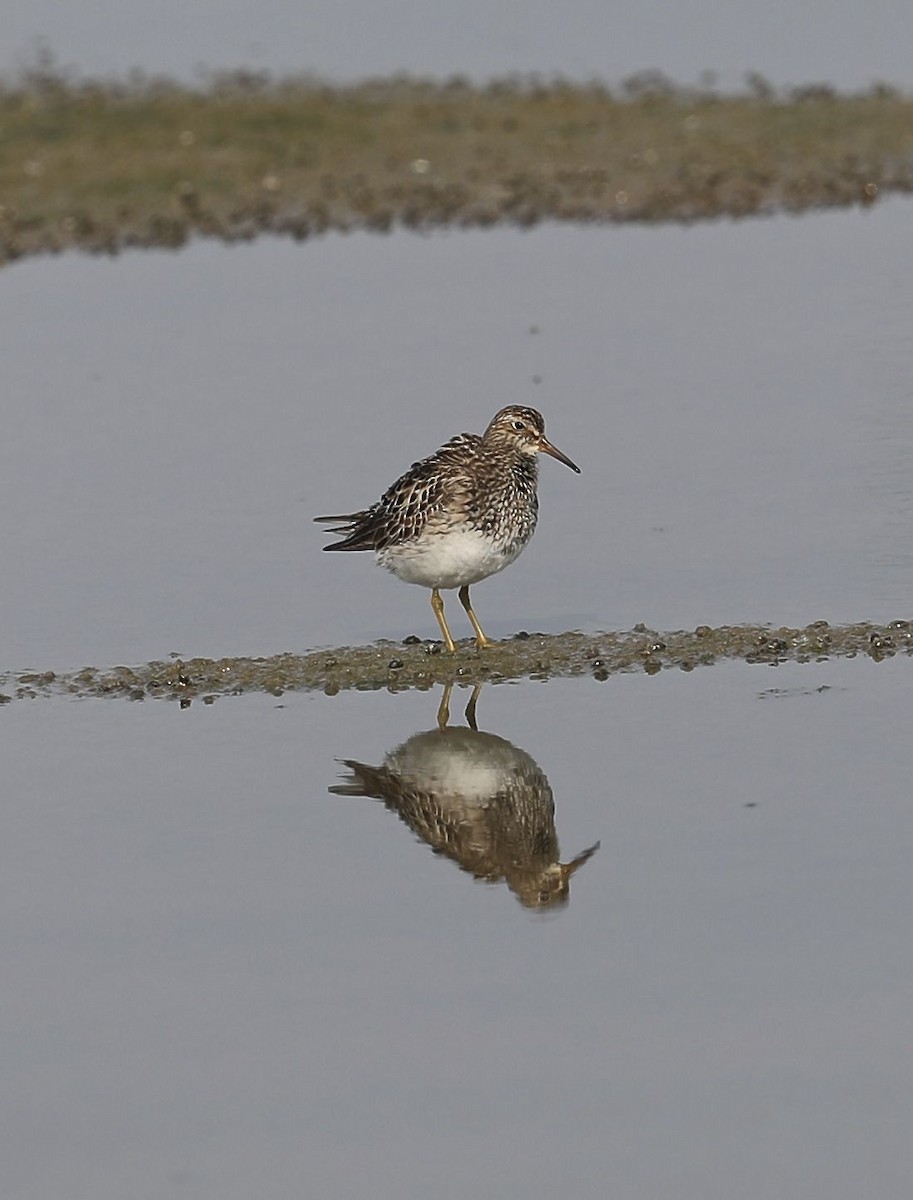 Pectoral Sandpiper - ML32112001