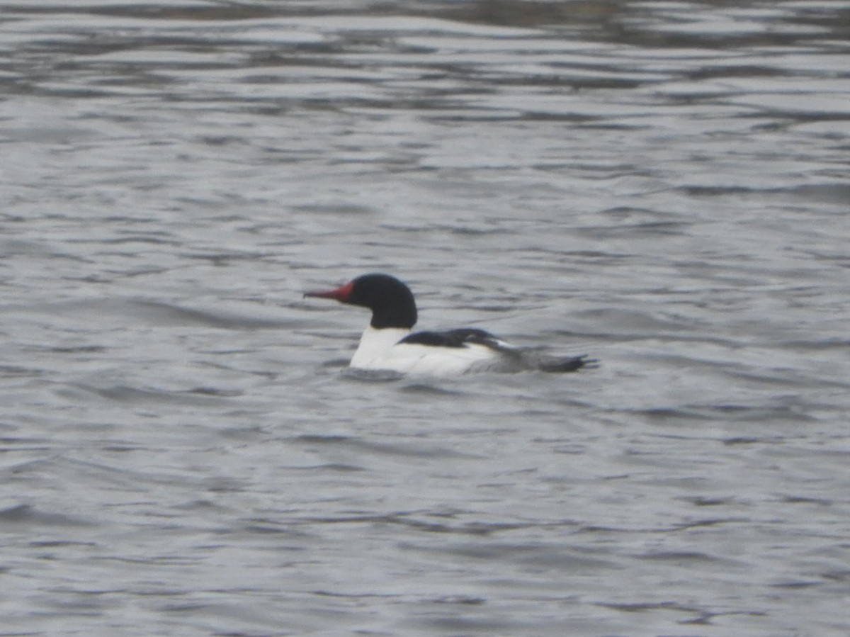 Common Merganser - Brenda Aburto