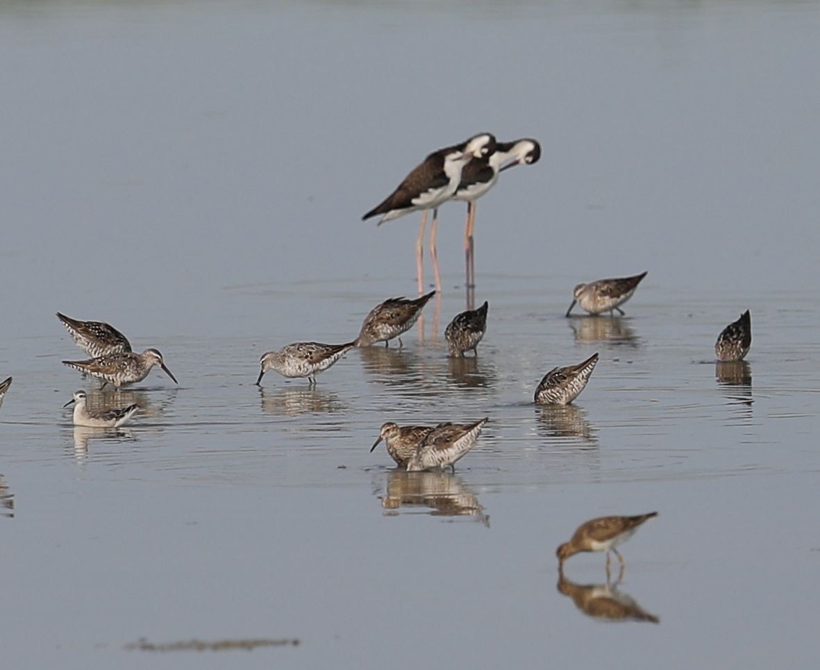 Wilson's Phalarope - ML32112171