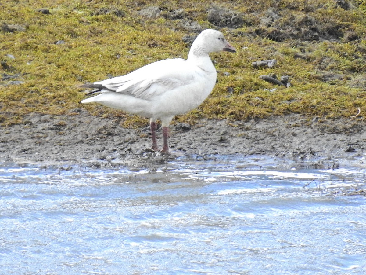 Snow Goose - Darlene Cancelliere