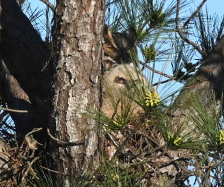 Great Horned Owl - ML321122891