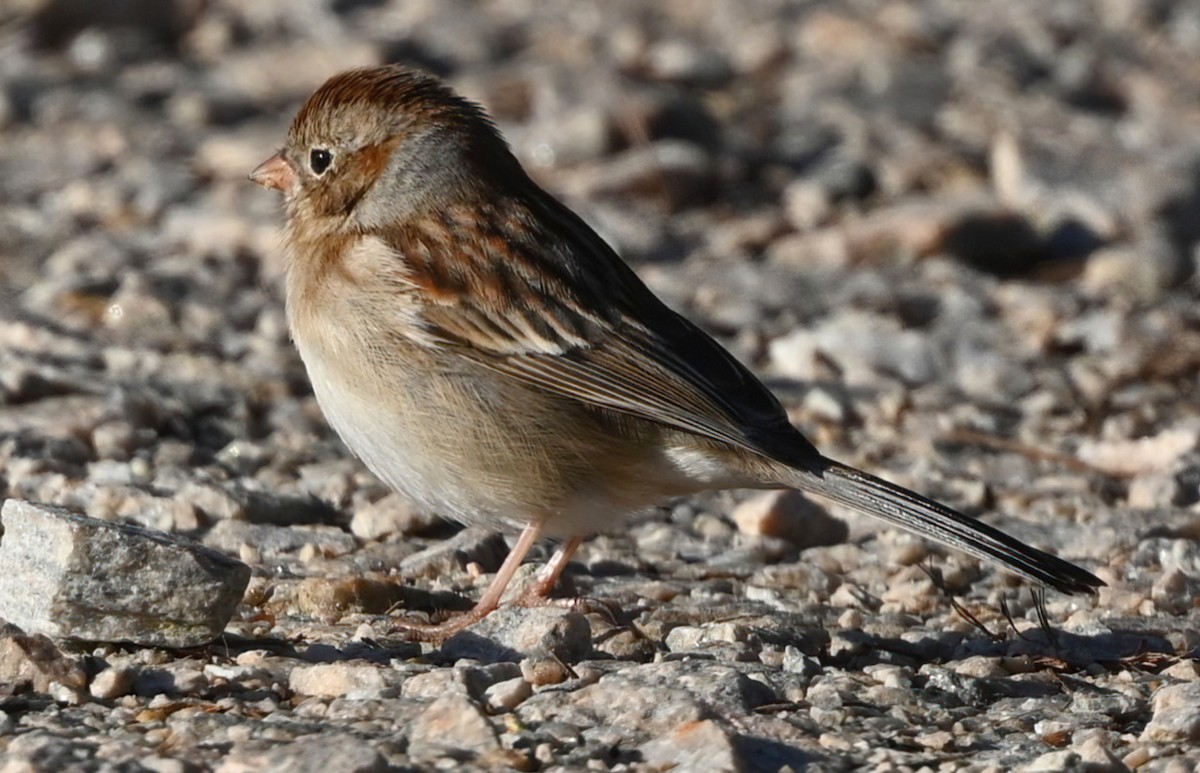 Field Sparrow - ML321123291