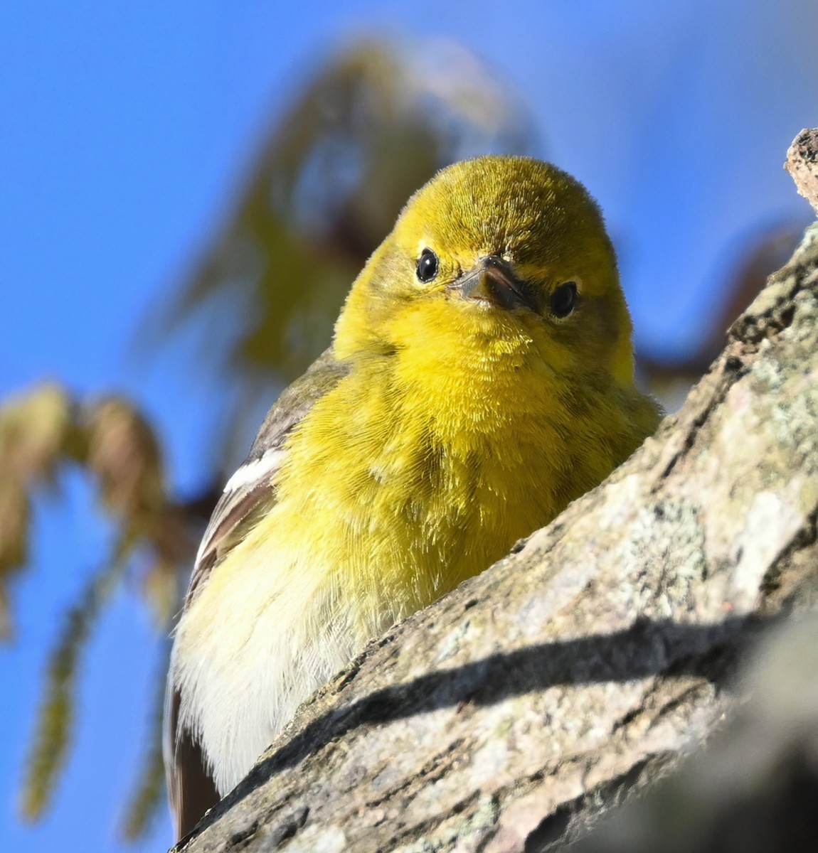 Pine Warbler - ML321123651