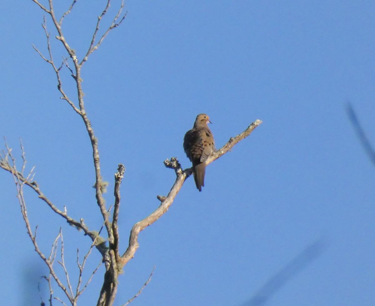 Mourning Dove - ML321123661